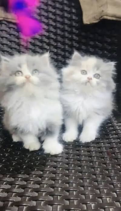 Persian kittens triple coat pair  for sale contact whatsap 03055516739