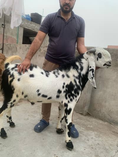 Bakra