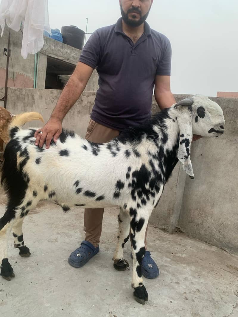 Bakra 0