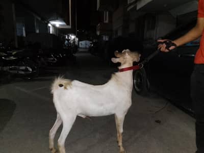andu punch bakra for sale