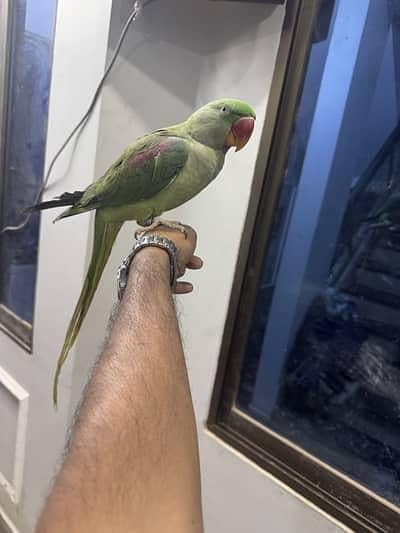 Pahari parrot