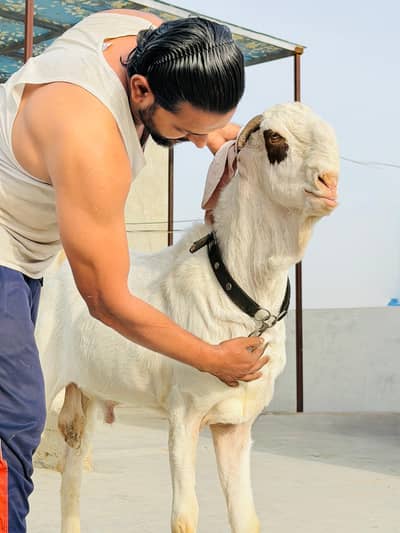 2 Dant Gulabi
