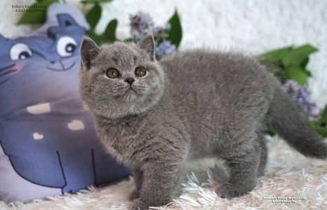 Charcoal Grey British Short Hair kitten