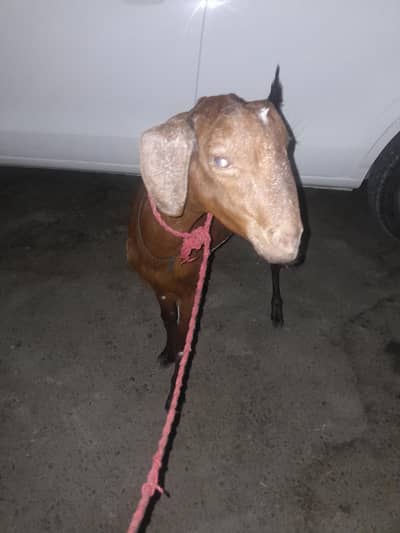 2 Danti Munda Bakra