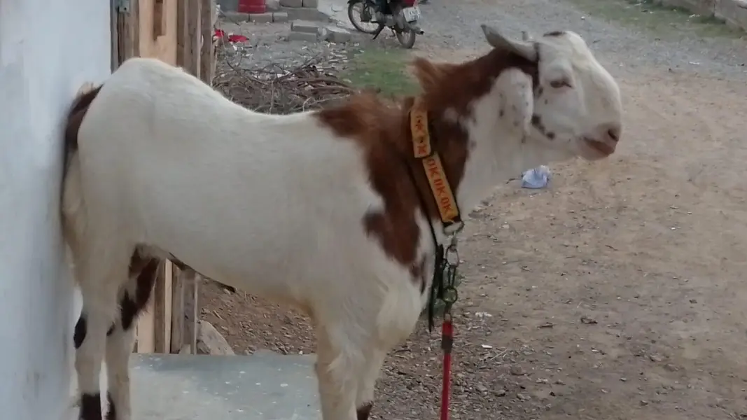 Healthy and active goats — photo 3