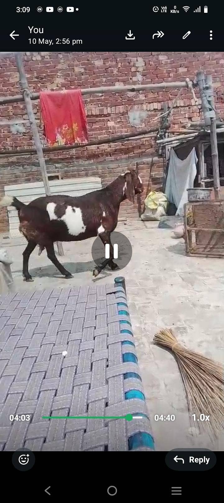 desi bakre 1