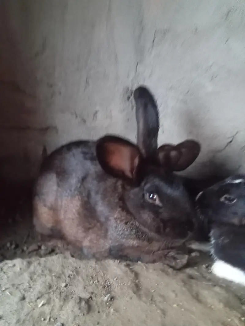 newziland black flemish female or california male