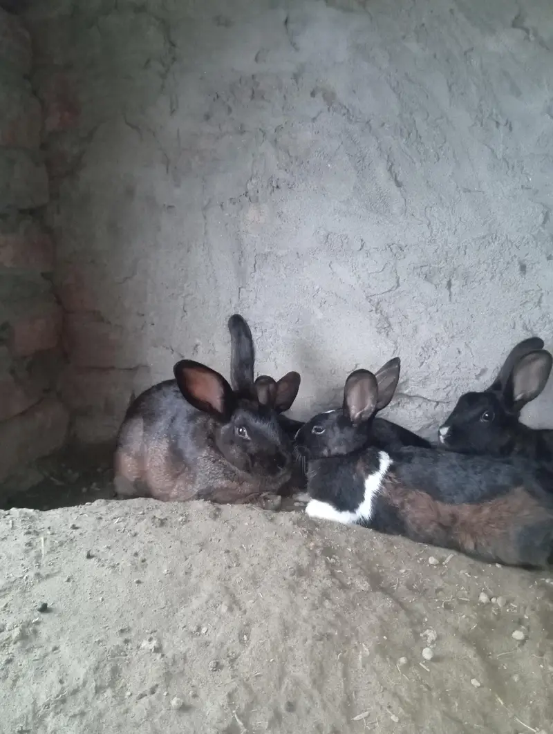 newziland black flemish female or california male — photo 2
