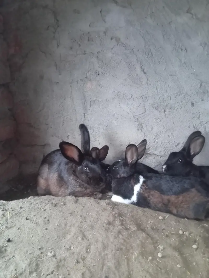 newziland black flemish female or california male — photo 3