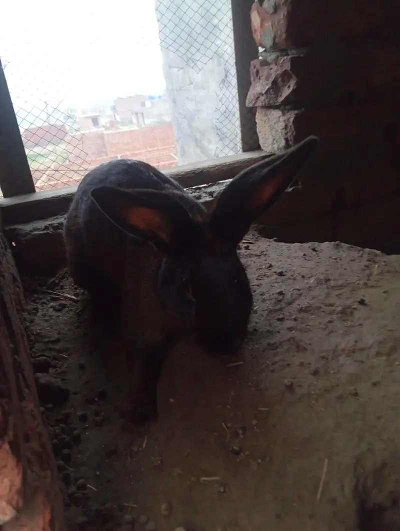 newziland black flemish female or california male — photo 4