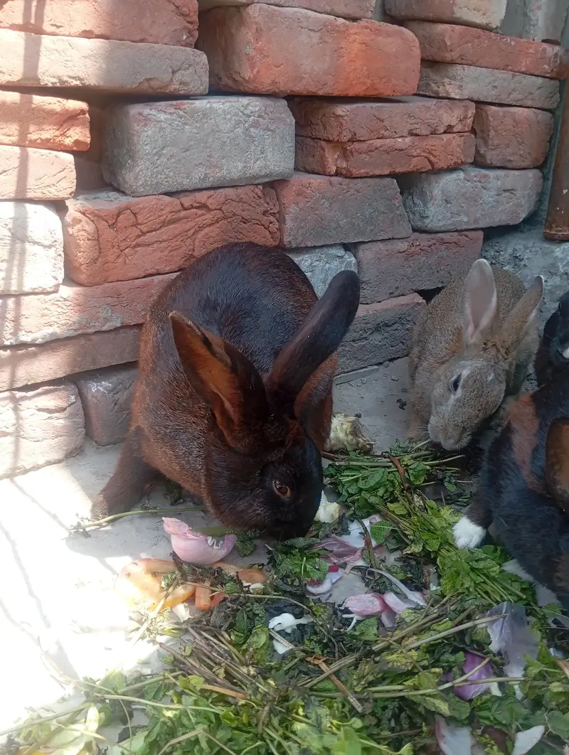 newziland black flemish female or california male — photo 5