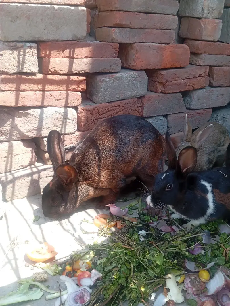 newziland black flemish female or california male — photo 6