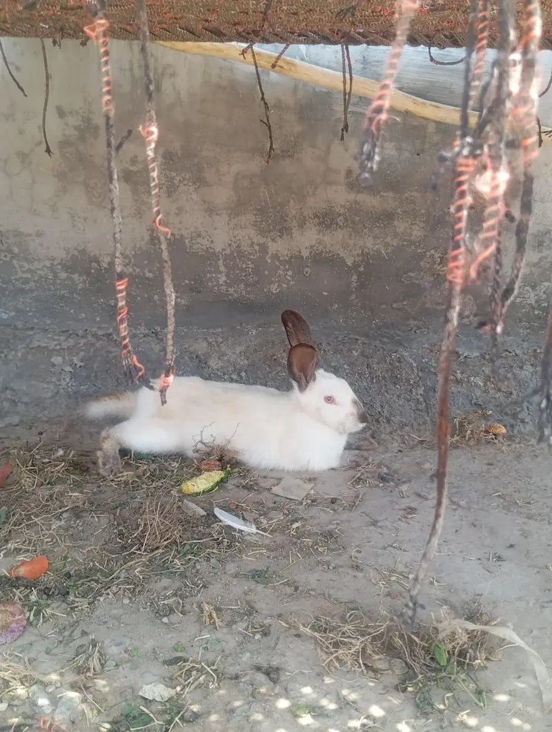 newziland black flemish female or california male — photo 7