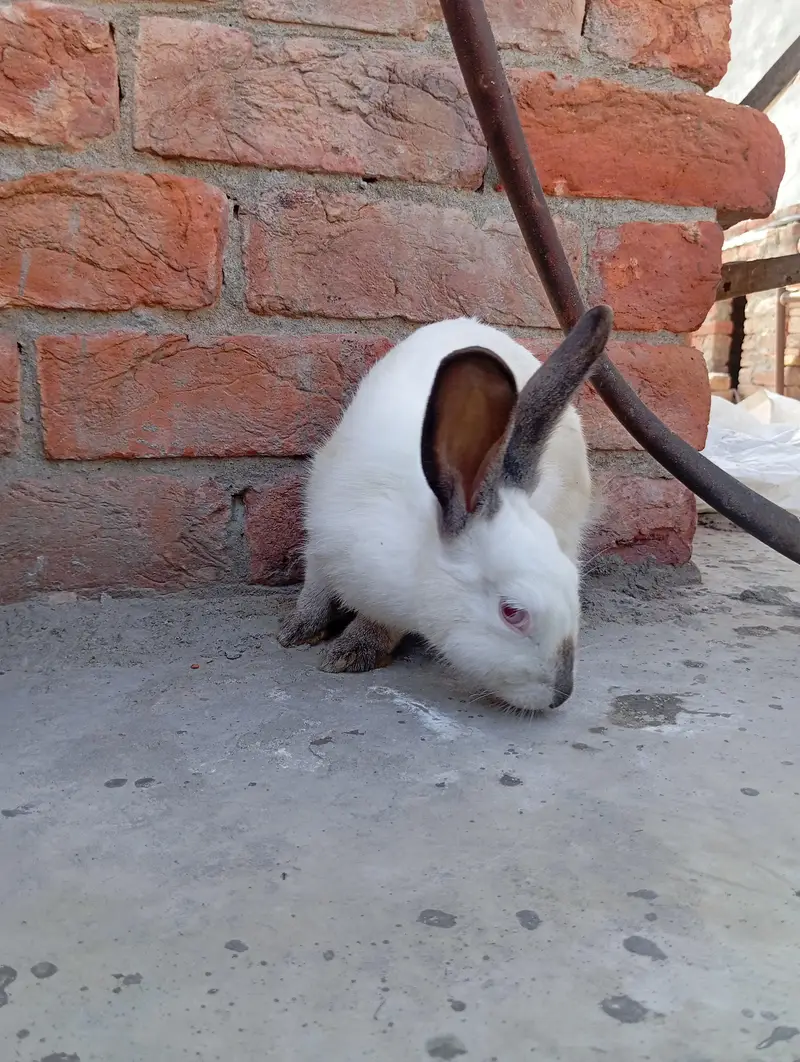 newziland black flemish female or california male — photo 8