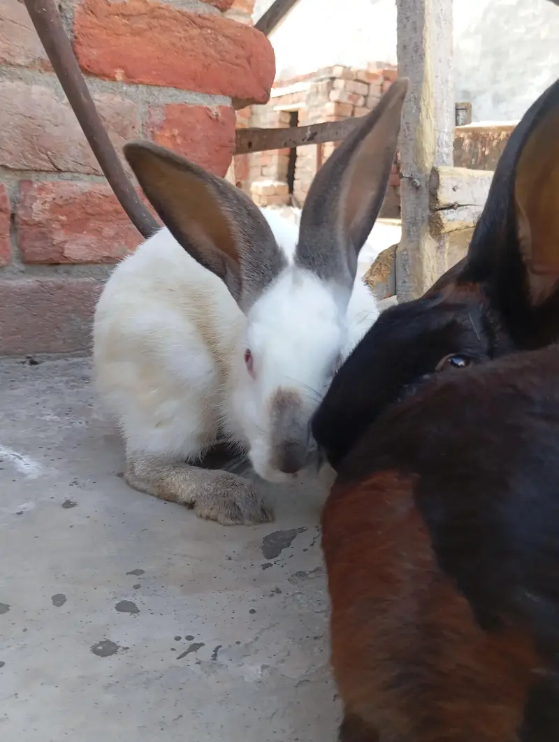 newziland black flemish female or california male — photo 9