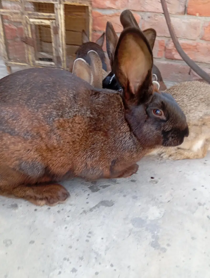 newziland black flemish female or california male — photo 10