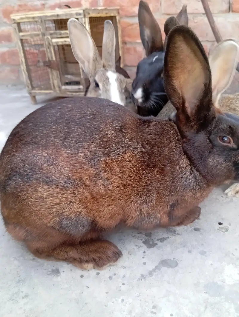 newziland black flemish female or california male — photo 11