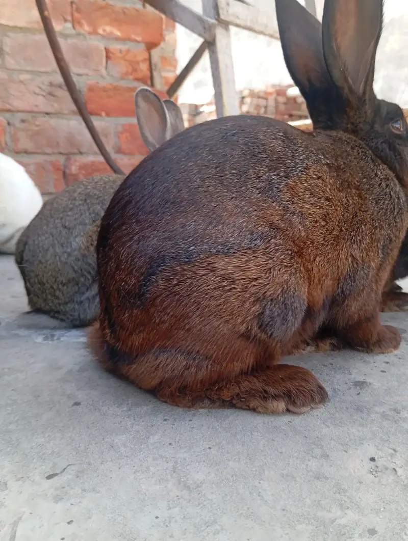 newziland black flemish female or california male — photo 12