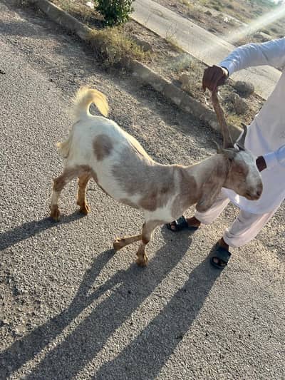 khasi 2 dant bakre