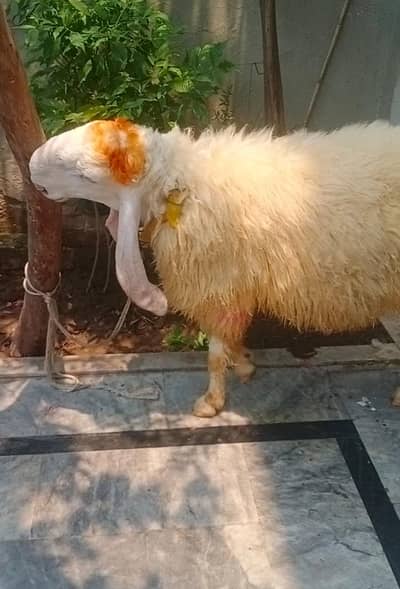 Chatra ,bakra,Qurbani janwar goat sheep 2dant  for sale i. .