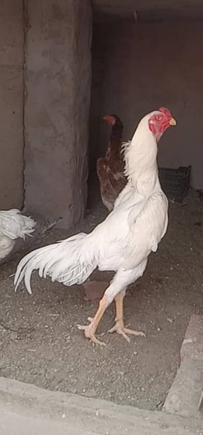 Pure Jerman O SHAMOO high quality Breeder male