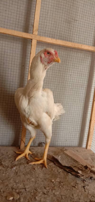 Pure Jerman O SHAMOO Breeder Female For Sale