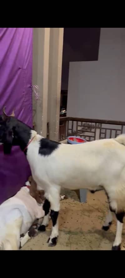 qurbani ka bakra available