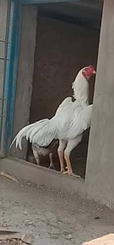 Jerman O SHAMOO Breeder Male FOR SALE
