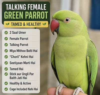 Talking Female Green Parrot – Tamed & Healthy