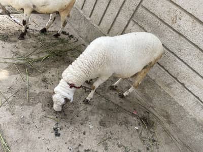Dumba or Sale