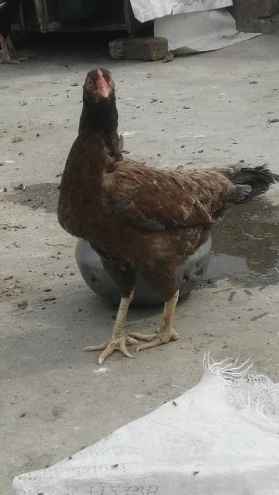 mianwali madi Aseel hen egg laying mugri
