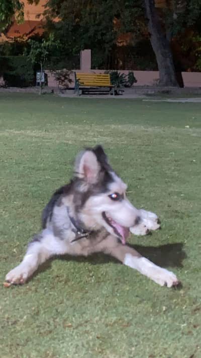 5 month female vaccinated