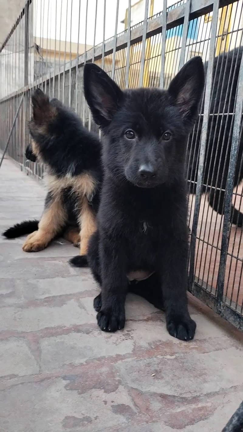 GERMAN SHEPHERD 3