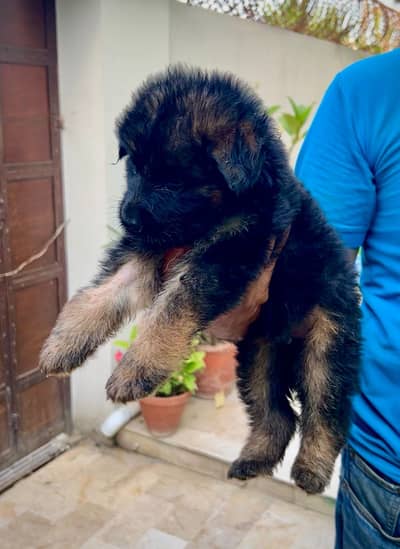 GERMAN SHEPHERD