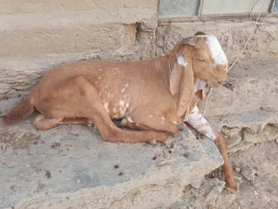 makha cheni Bakra 4 dant