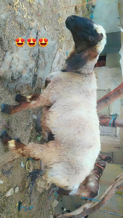 qurbani ke bakre