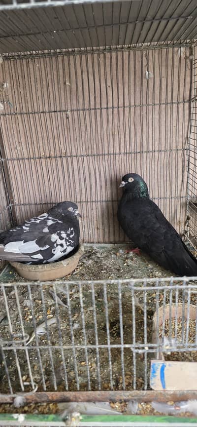 kabli kabutar jory