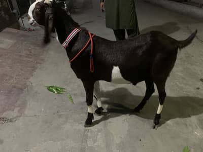 Bakra Healthy ( 4 Dant )