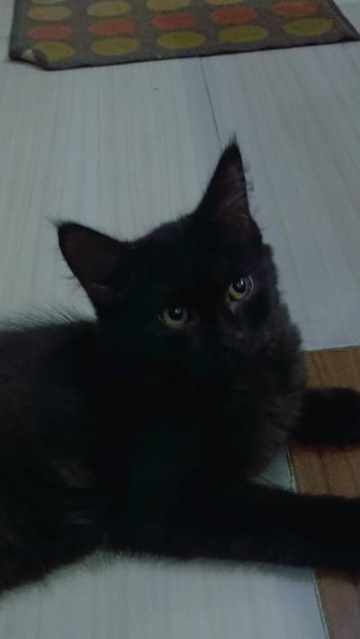 Persian cat 3 month age
