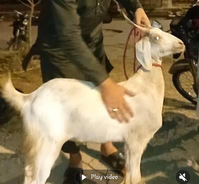 Qurbani 2026 for sale