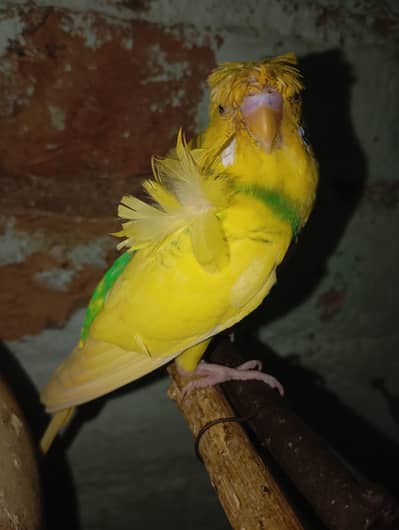 Budgies Pairs Hogoromo spilit blackwing Available