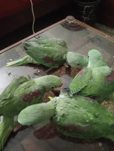 raw parrot