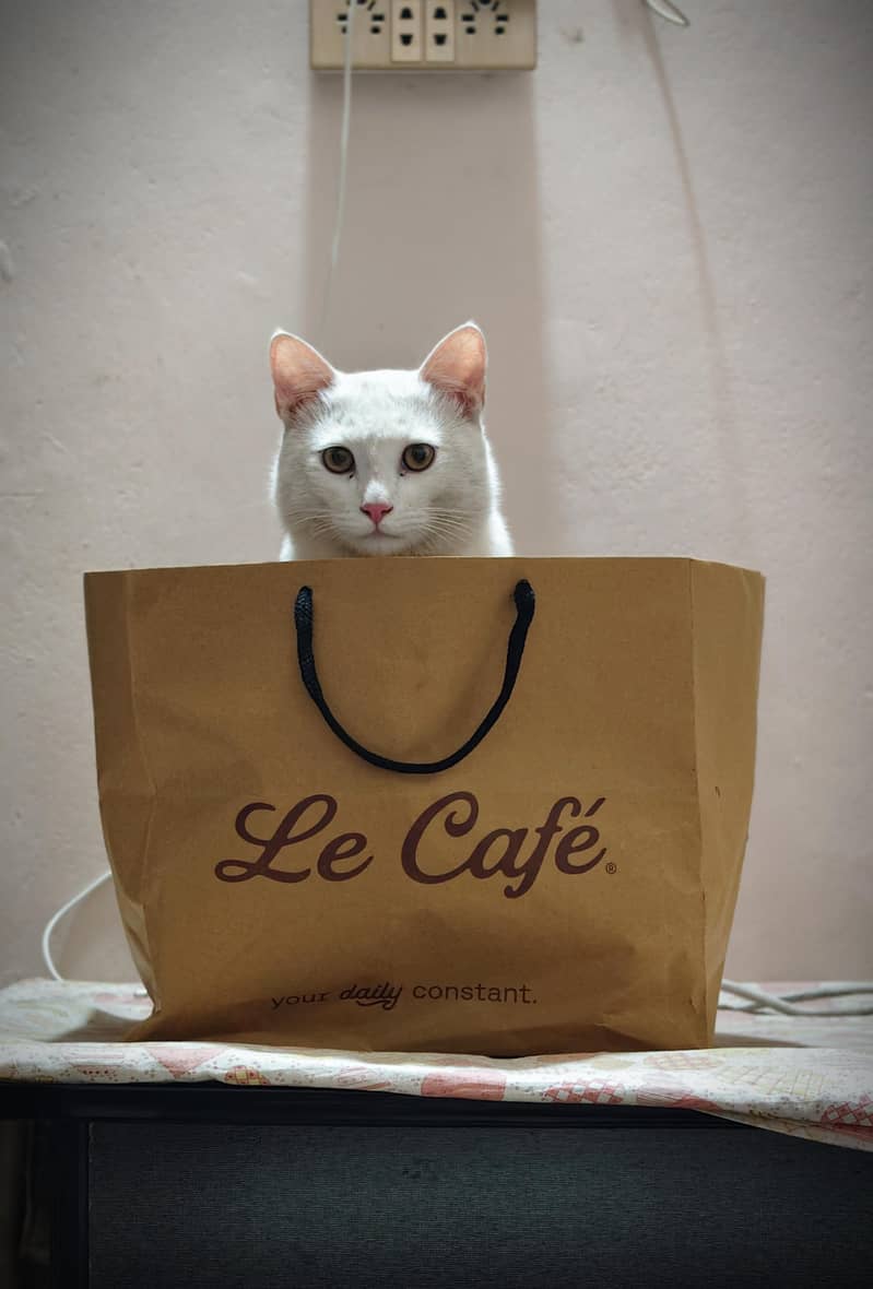 white Cat 0