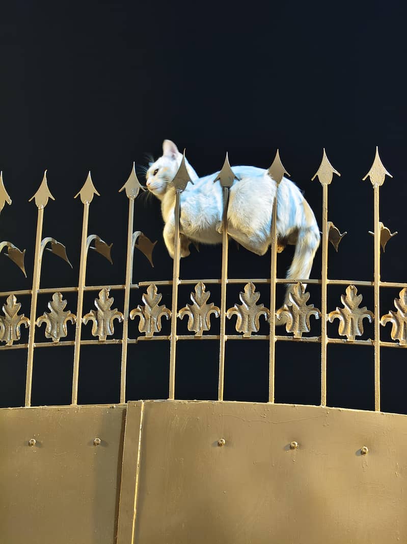 white Cat 1