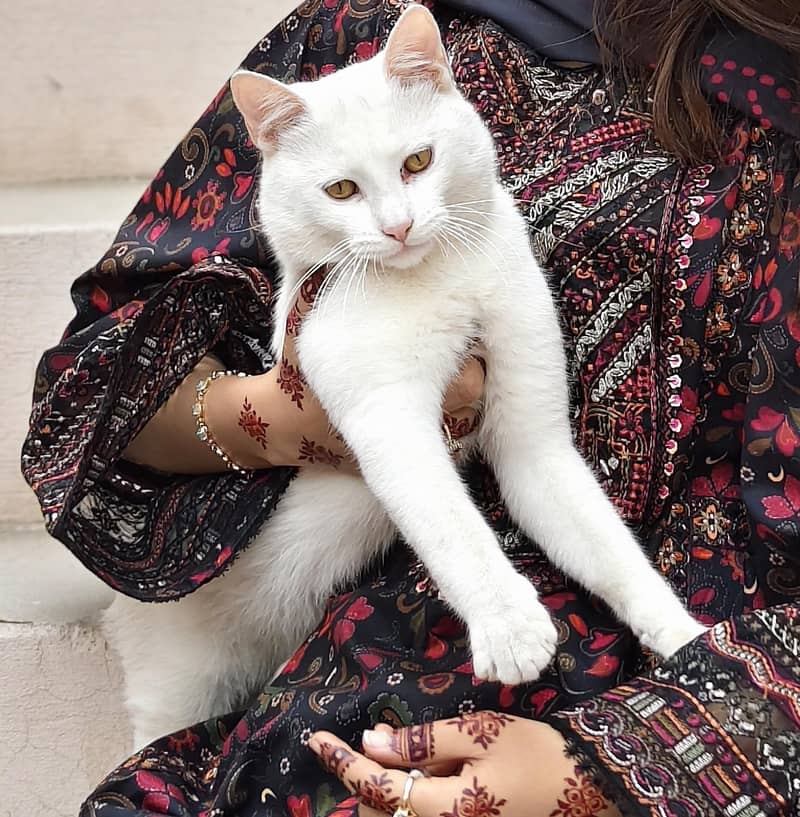 white Cat 2