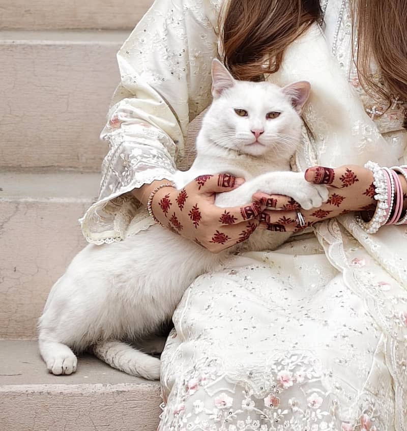 white Cat 3