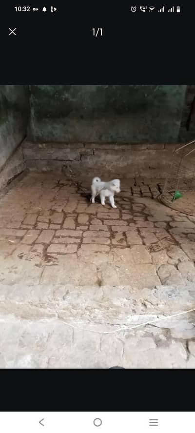 triple coat rassin dog puppy