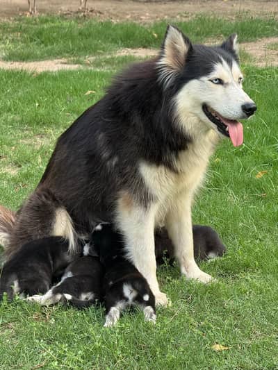Pure Huskies for sale