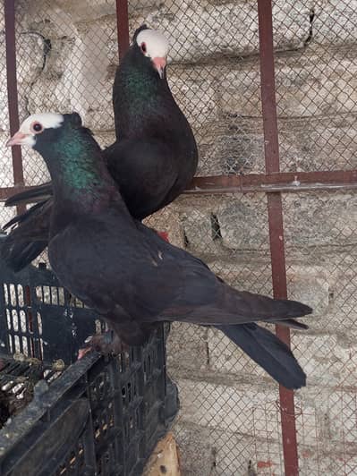 Black Mukhi pair lakkha pair for sale