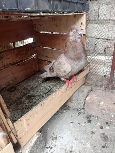 pigeon for sale